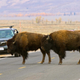 American bison in Grand Teton National Park.